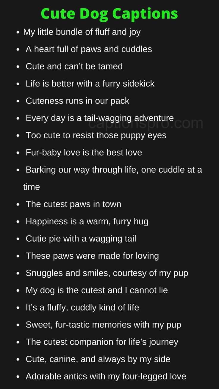 cute-captions-for-dogs-on-instagram