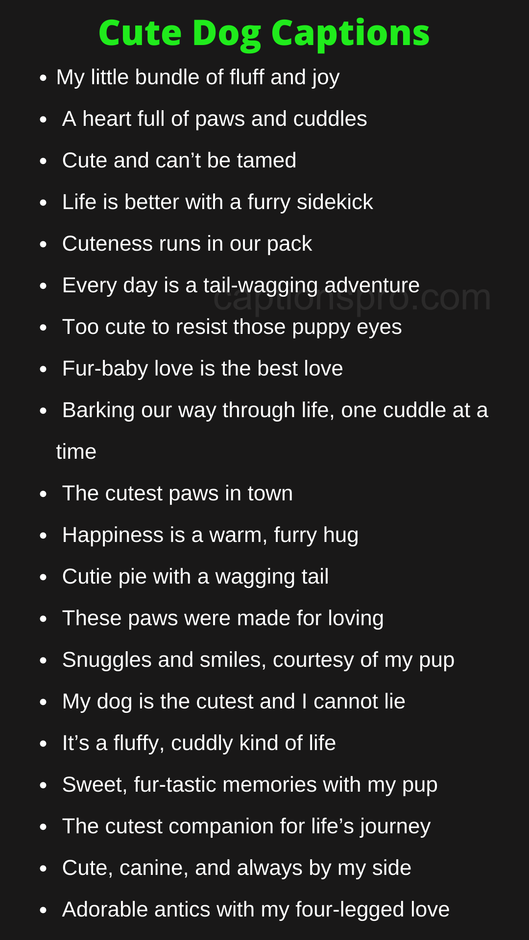 dog-lover-captions-for-instagram
