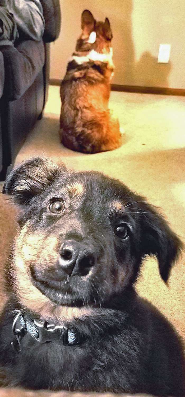 dog-sibling-captions-for-instagram