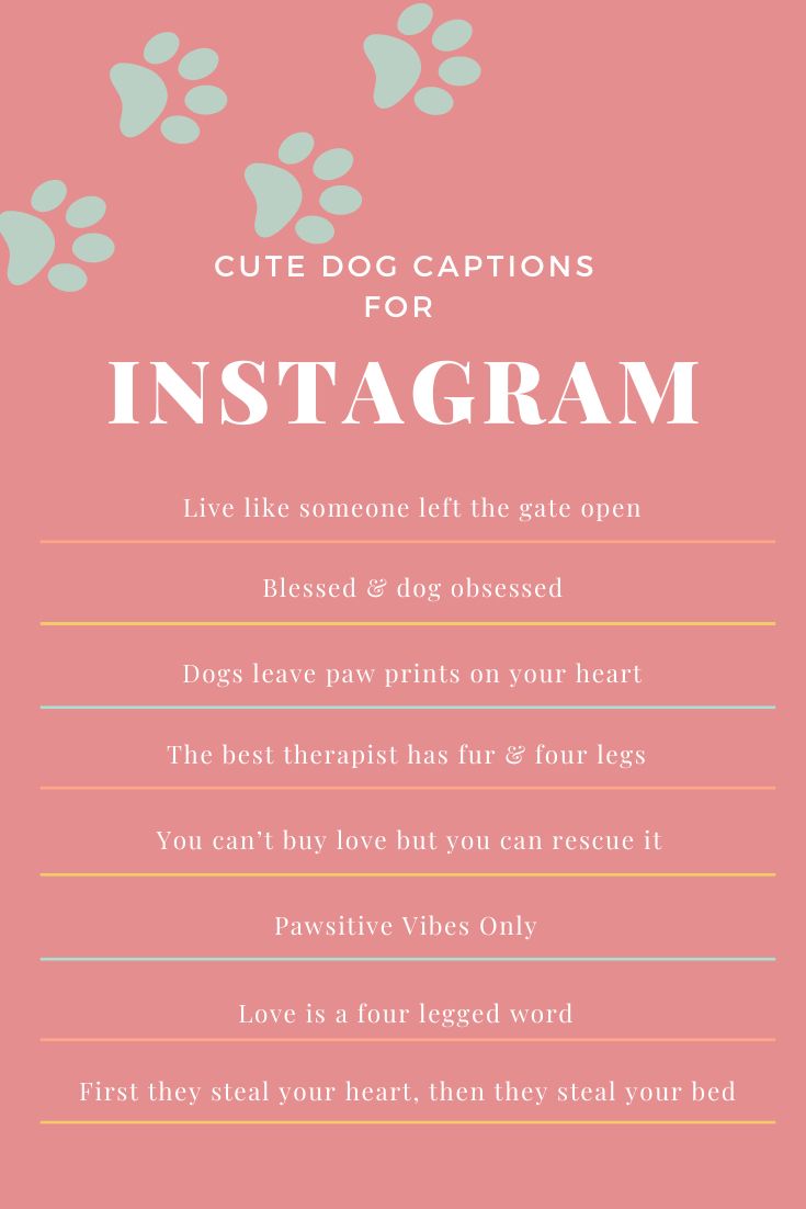 dog-training-captions-for-instagram