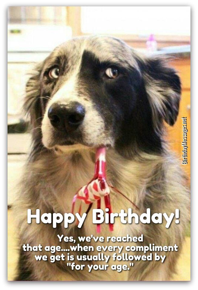 funny-birthday-wishes-with-animals