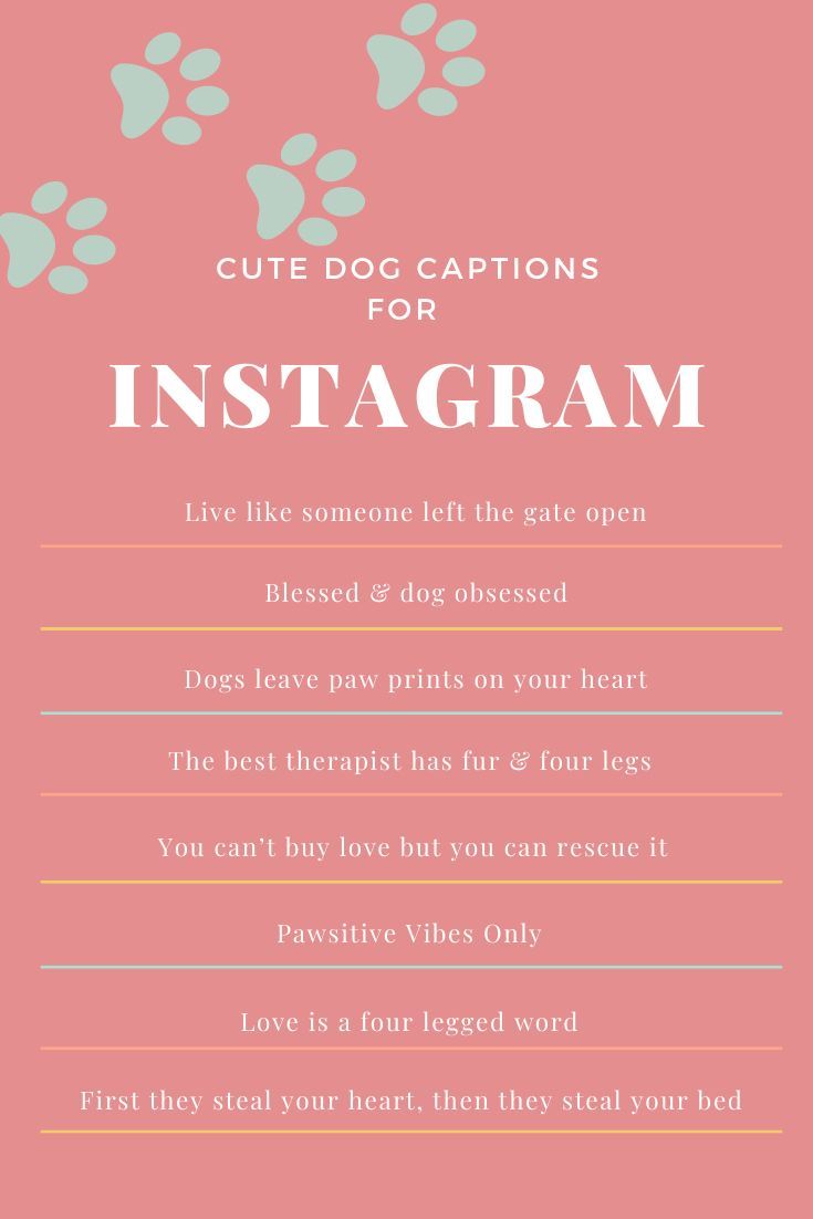 fur-parent-captions-for-instagram