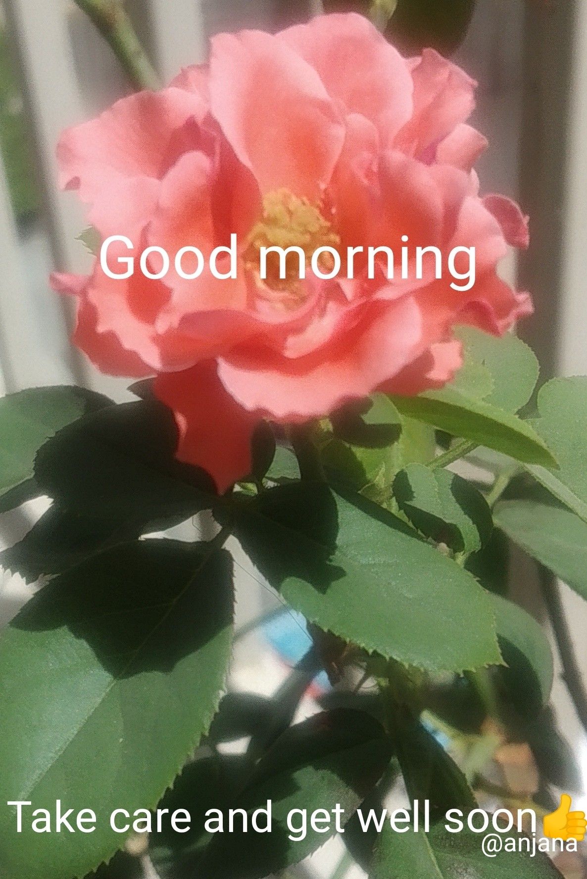 good-morning-and-get-well-soon-quotes