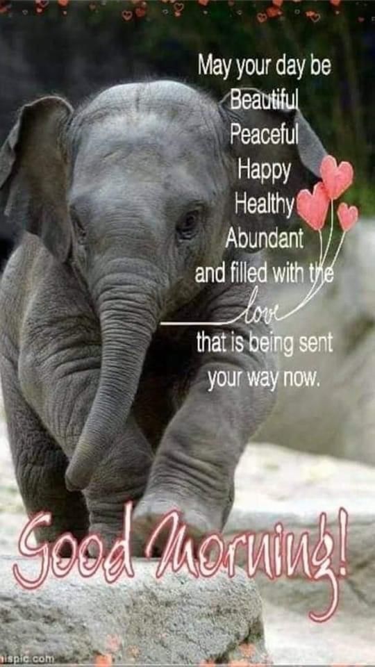 good-morning-quotes-with-elephant