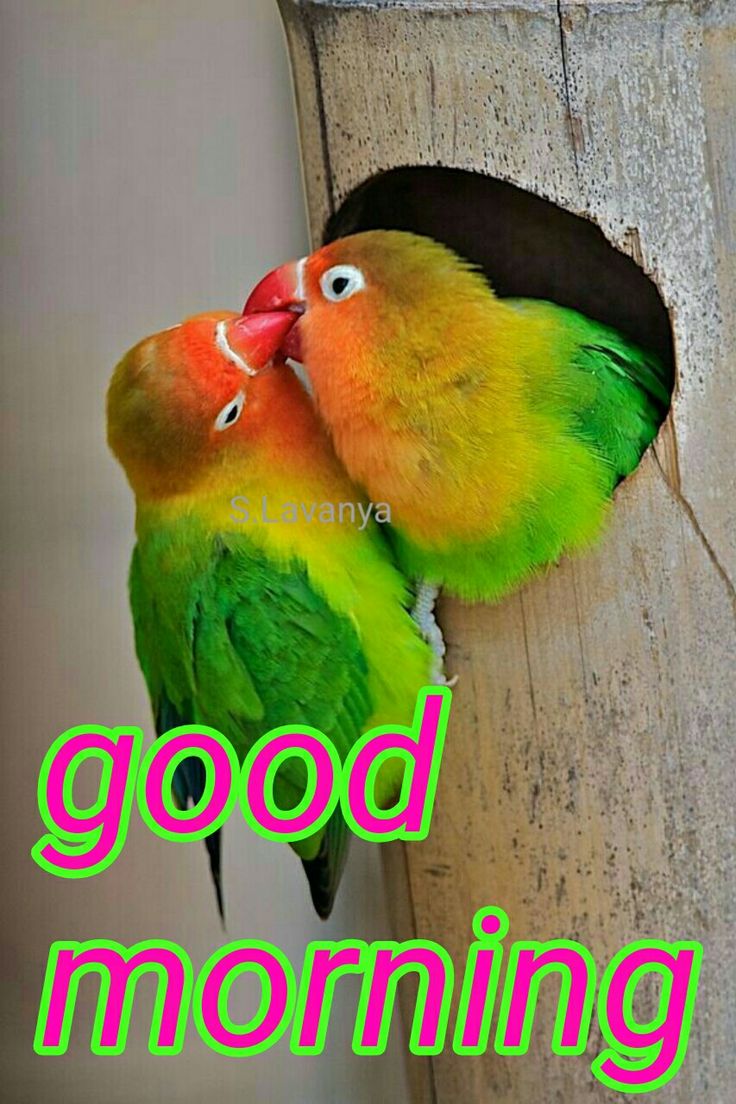 good-morning-quotes-with-love-birds
