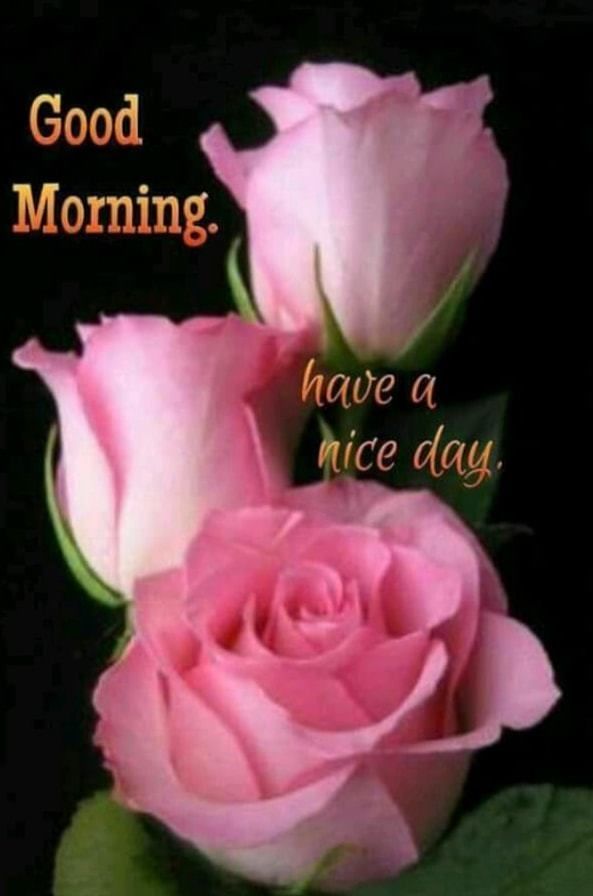 good-morning-quotes-with-pink-roses
