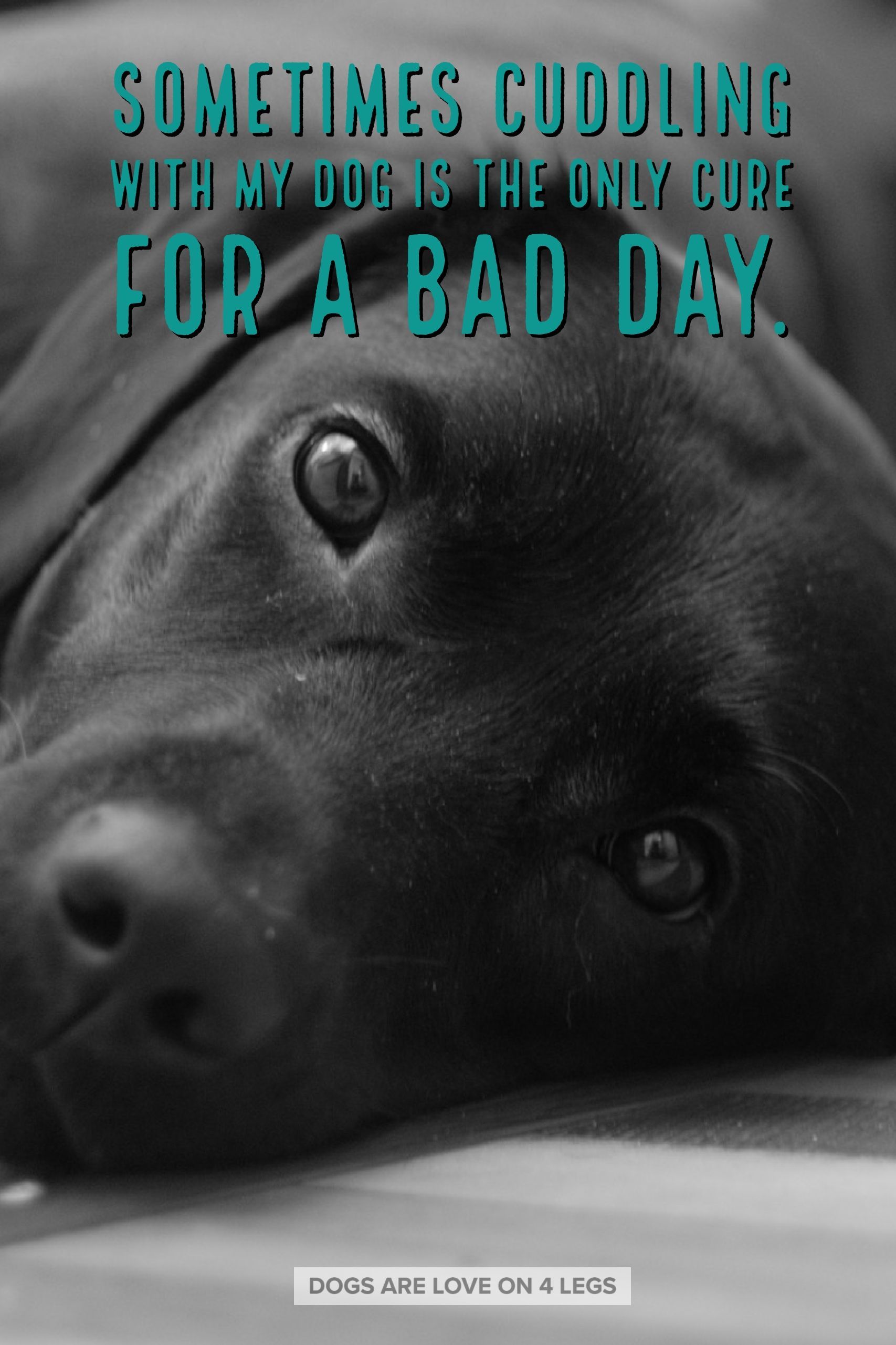 morning-cuddles-with-dog-quotes