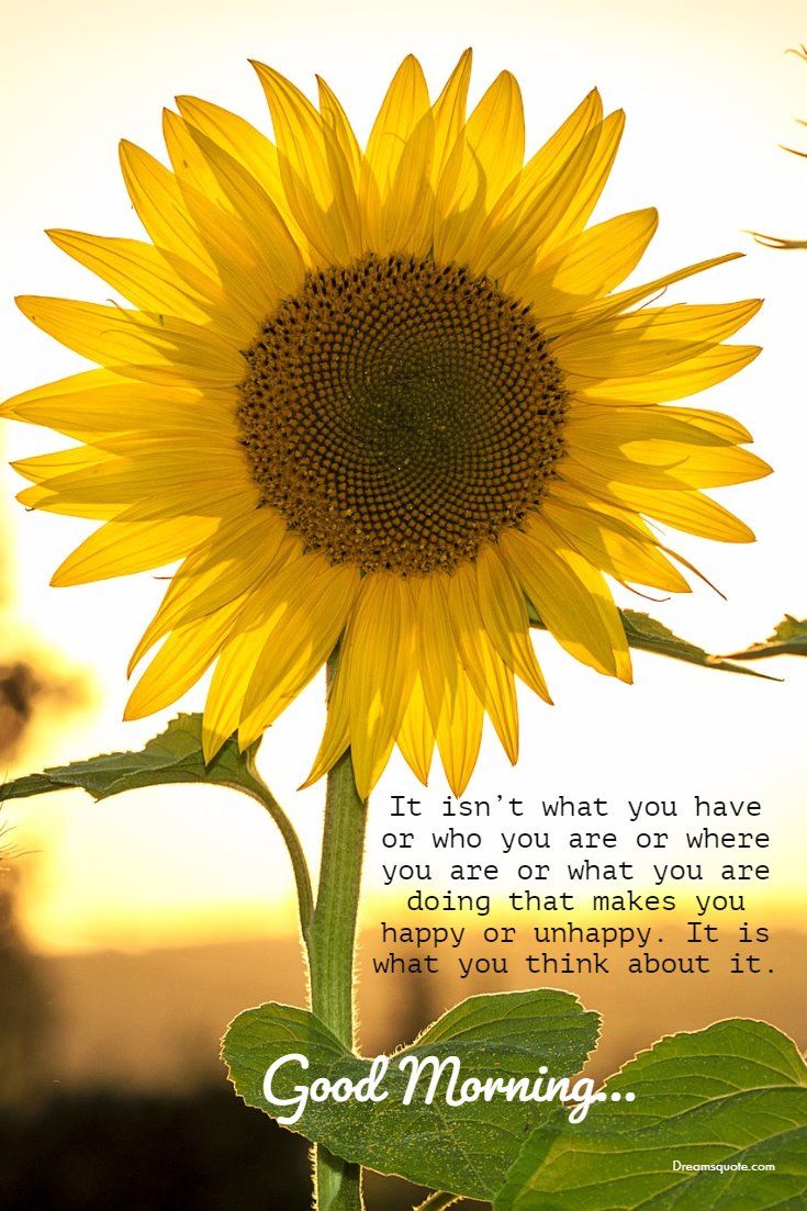positive-good-morning-sunflower-quotes