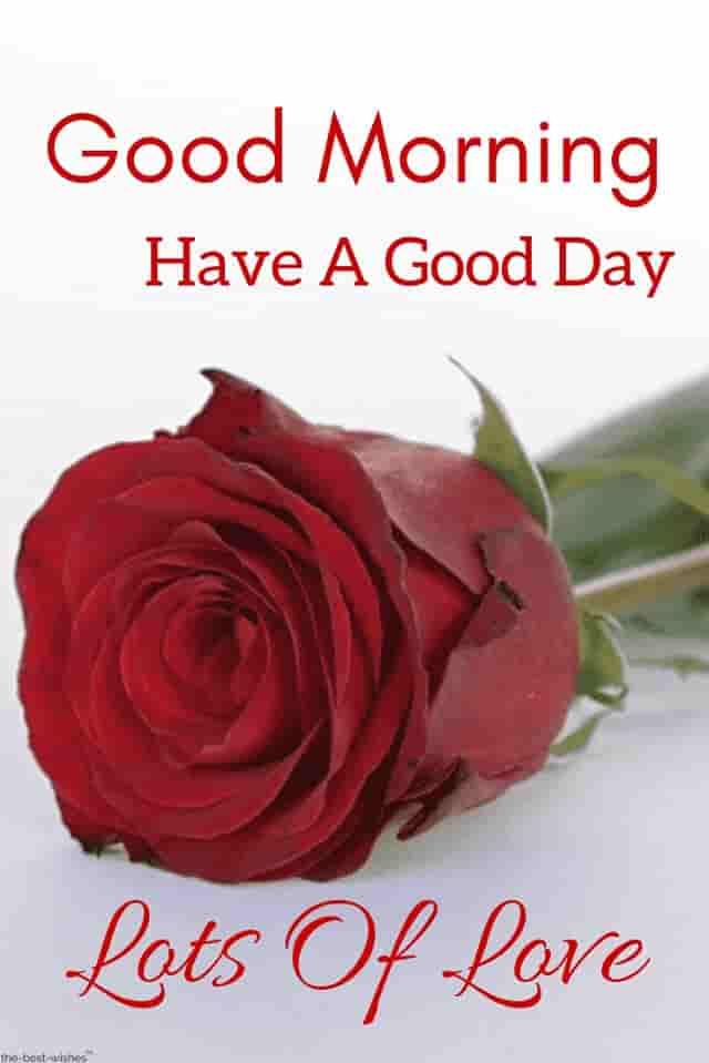 red-rose-good-morning-quotes